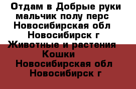 Отдам в Добрые руки мальчик полу-перс - Новосибирская обл., Новосибирск г. Животные и растения » Кошки   . Новосибирская обл.,Новосибирск г.